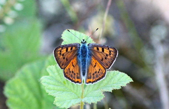 Lycaena alciphron